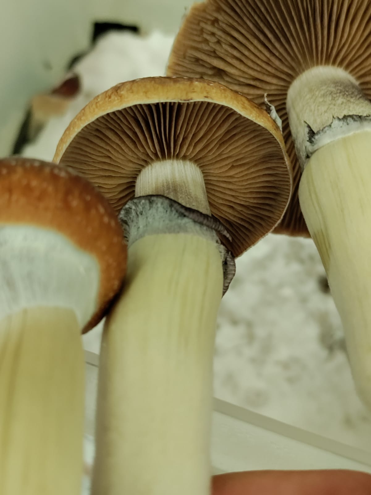 TALLER : APRENDE A CULTIVAR HONGOS PSILOCYBES Y MELENA DE LEÓN... por Taurino Méndez (Kualiset)