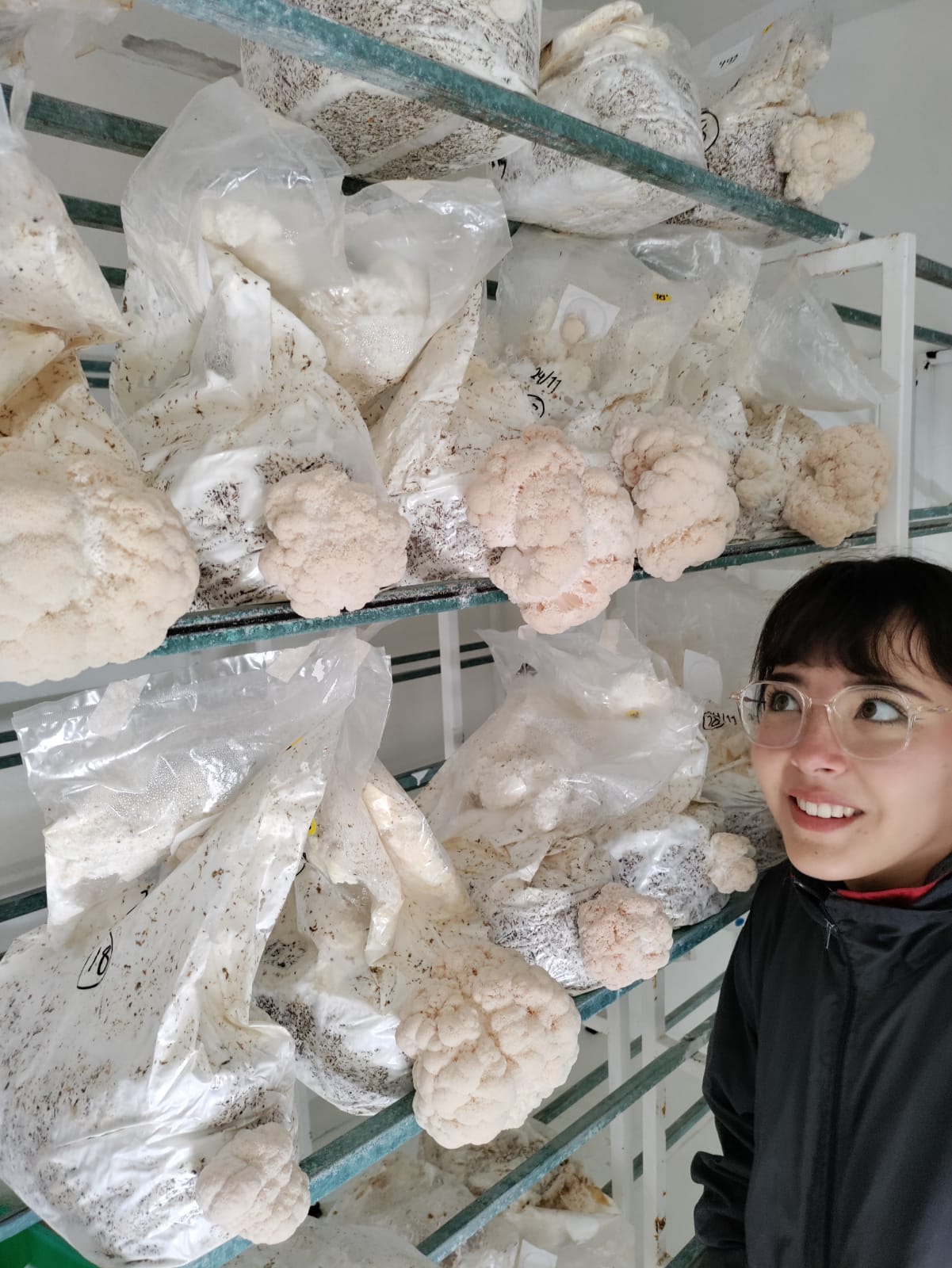 TALLER : APRENDE A CULTIVAR HONGOS PSILOCYBES Y MELENA DE LEÓN... por Taurino Méndez (Kualiset)