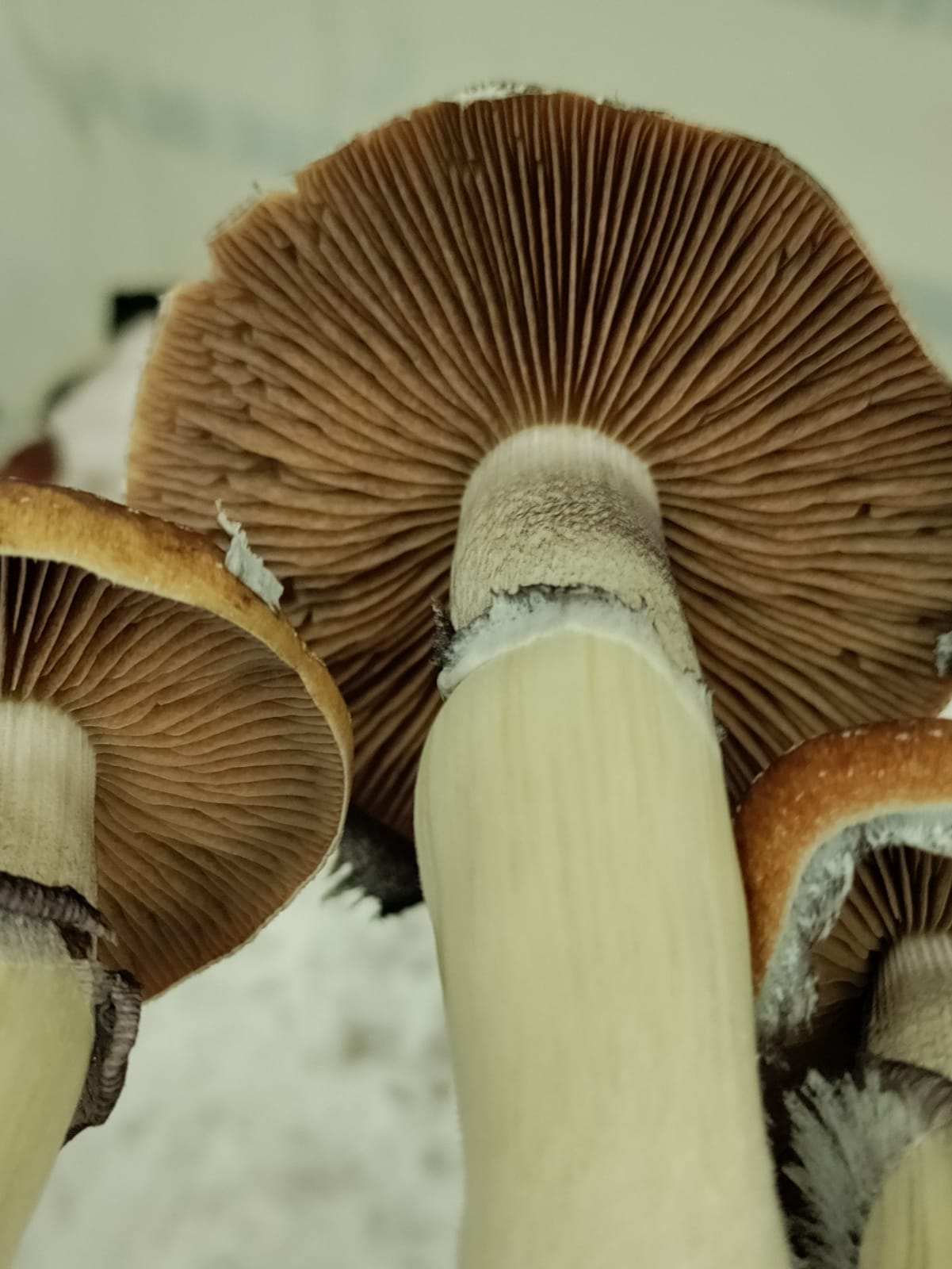 TALLER : APRENDE A CULTIVAR HONGOS PSILOCYBES Y MELENA DE LEÓN... por Taurino Méndez (Kualiset)