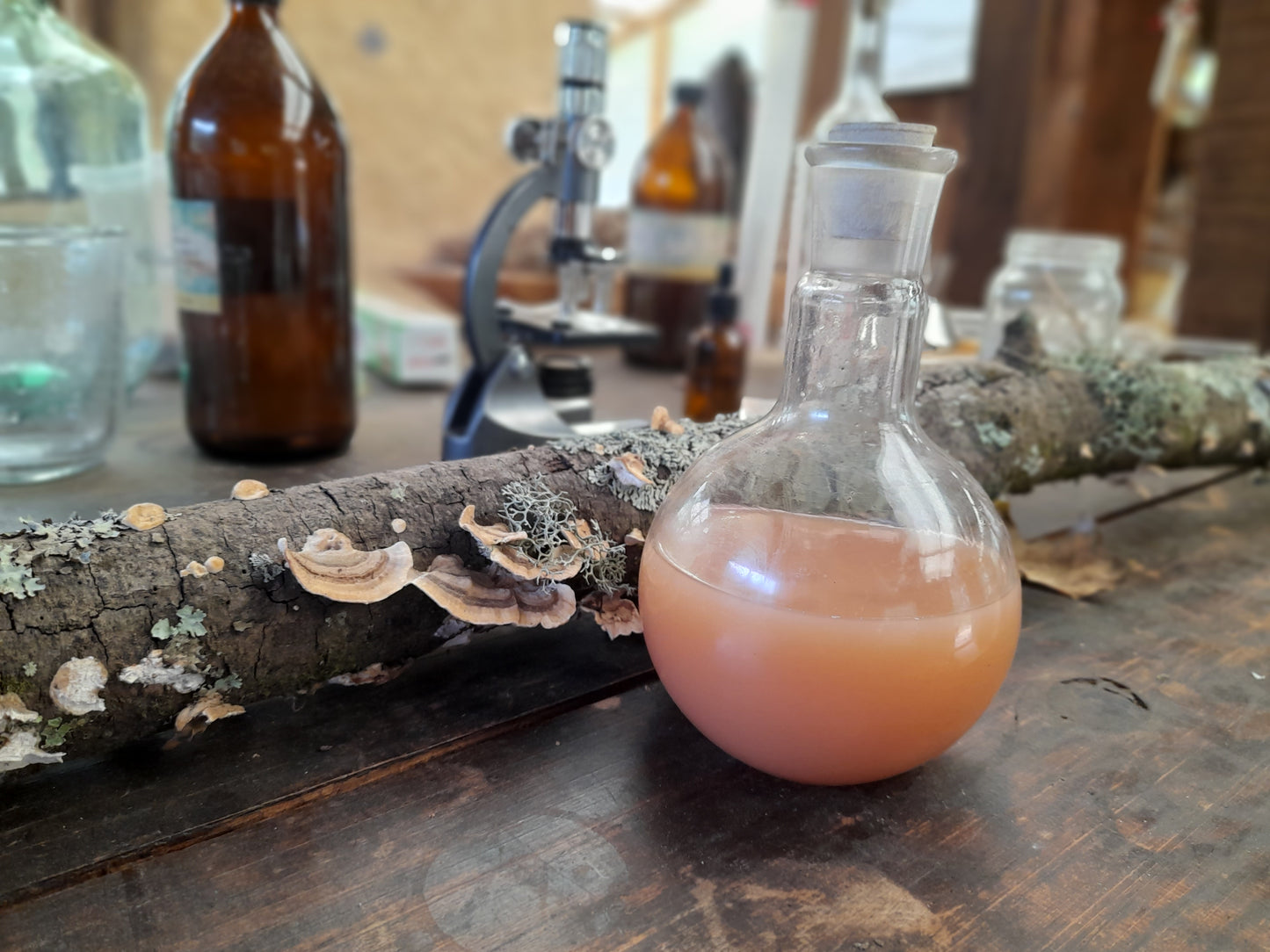 TALLER: EXTRACTOS ALQUÍMICOS DE HONGOS MEDICINALES: Aprendiendo a hacer triples extractos espagíricos de hongos por Mayte Ibarra