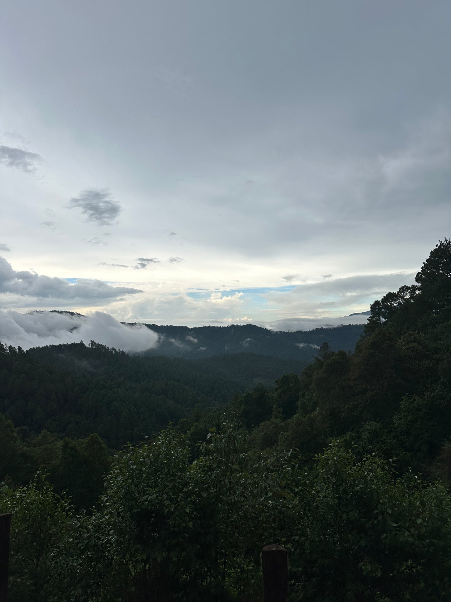 BAÑOS DE BOSQUE, Una pausa del ritmo que agota. Un retorno al silencio que sostiene por Relato Nativo.