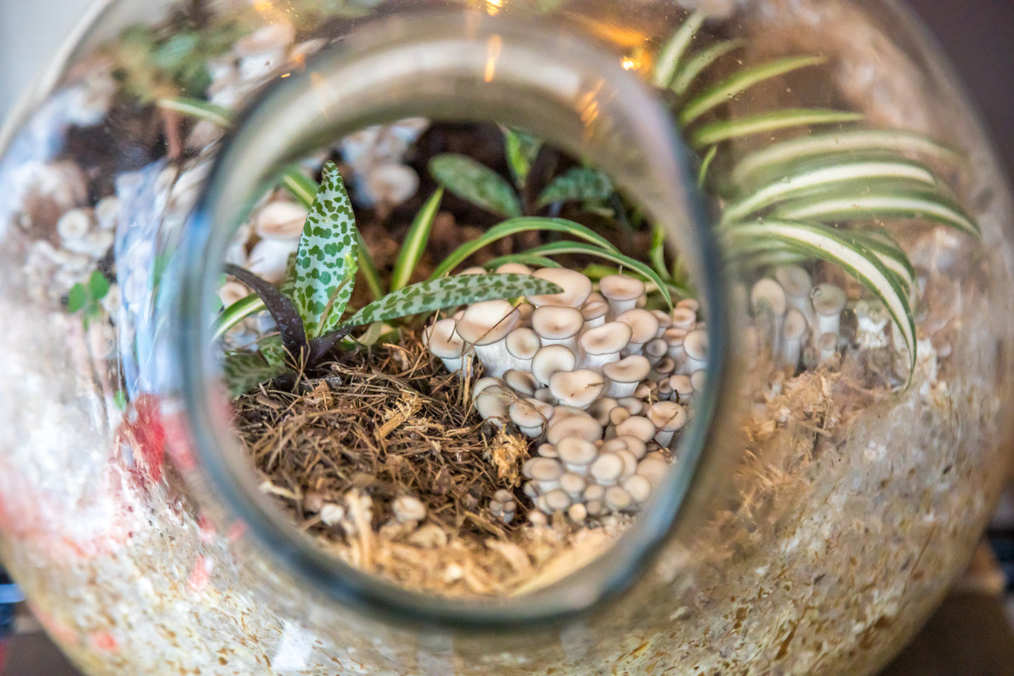 TALLER: Cultivo amigable de setas (pleurotus) comestibles por Fungi People