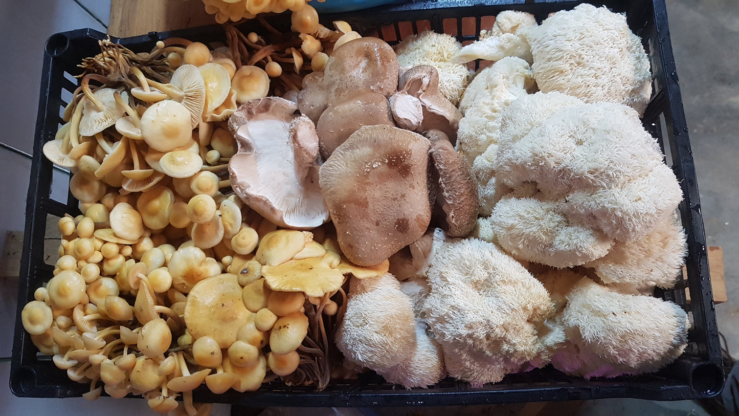 TALLER: Cultivo de Reishi y Shiitake por Juan de Dios López