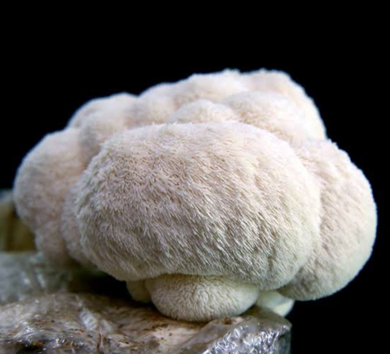 TALLER : APRENDE A CULTIVAR HONGOS PSILOCYBES Y MELENA DE LEÓN... por Taurino Méndez (Kualiset)