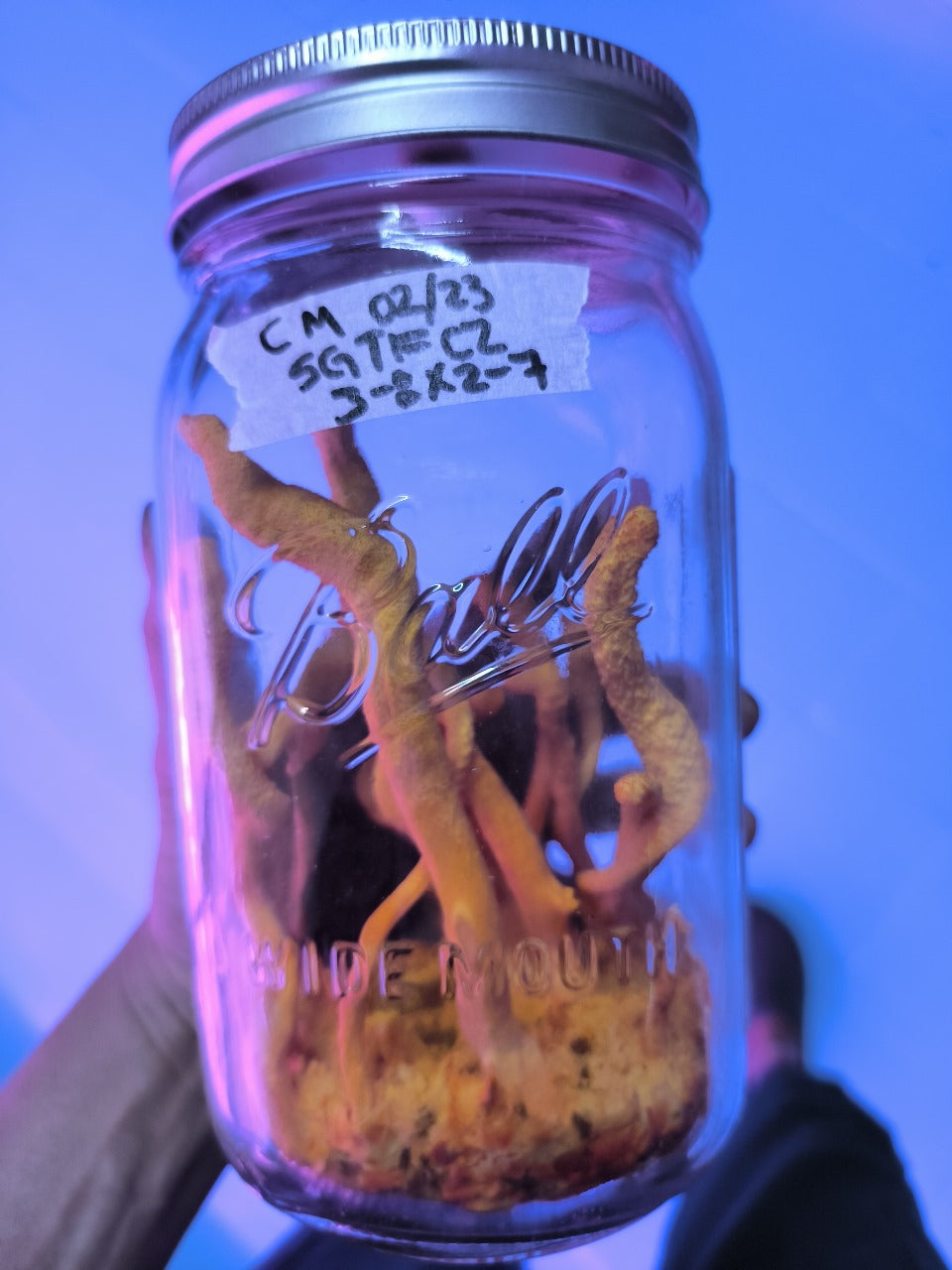 TALLER: Cultivo de Cordyceps: El Hongo de la Energía Vital por Fungi People