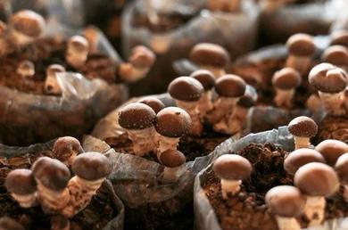 TALLER: Cultivo de Reishi y Shiitake por Juan de Dios López