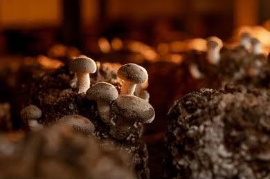 TALLER: Cultivo de Reishi y Shiitake por Juan de Dios López