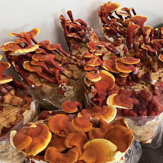 TALLER: Cultivo de Reishi y Shiitake por Juan de Dios López