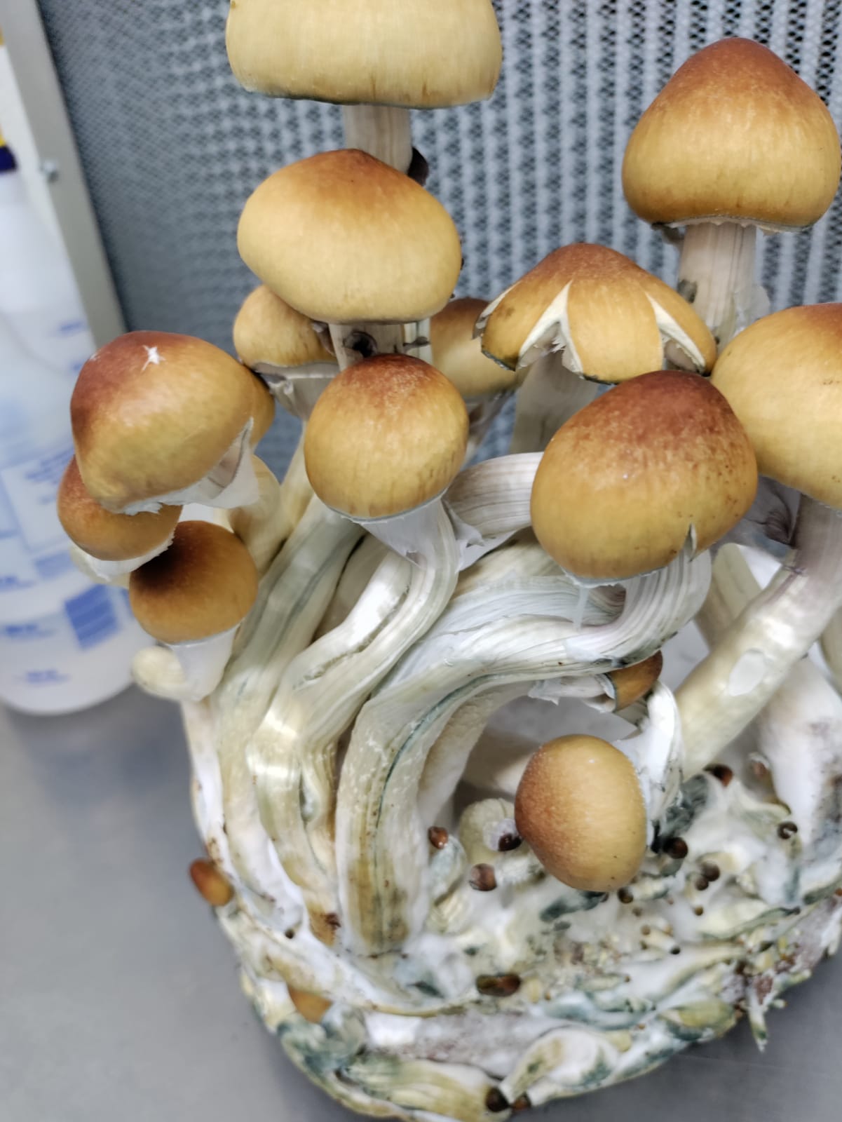 TALLER : APRENDE A CULTIVAR HONGOS PSILOCYBES Y MELENA DE LEÓN... por Taurino Méndez (Kualiset)