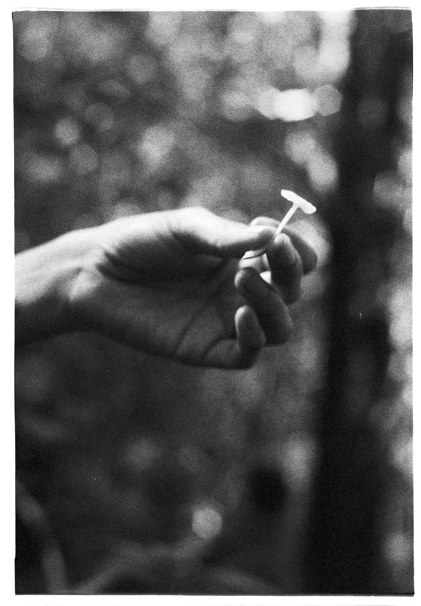 TALLER: Fotografía análoga en el bosque con Juan Macintosh