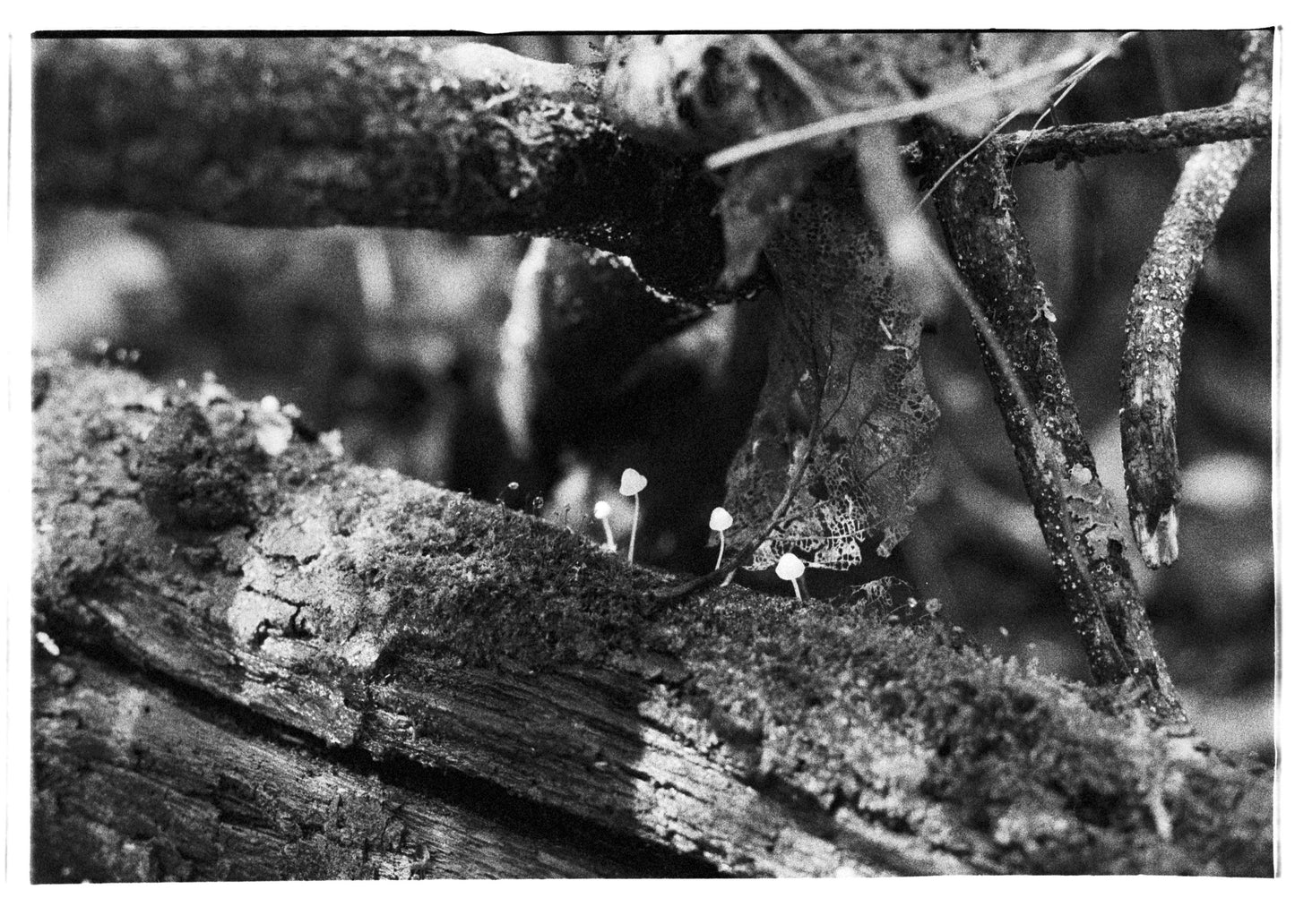 TALLER: Fotografía análoga en el bosque con Juan Macintosh