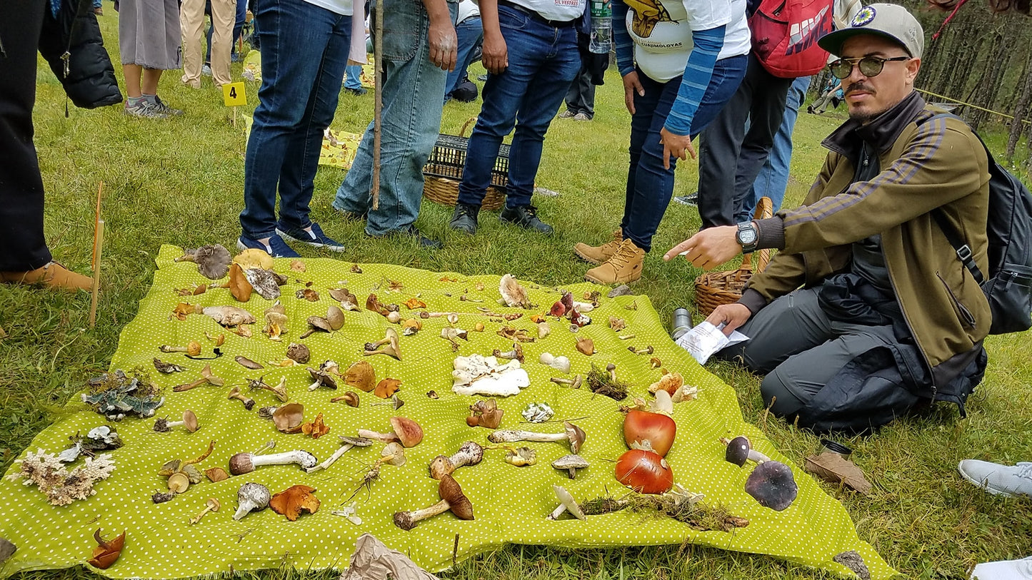 Taller: Cultivo de Micelio a partir de esporas y clonación - Por Iñaki Oyarvide