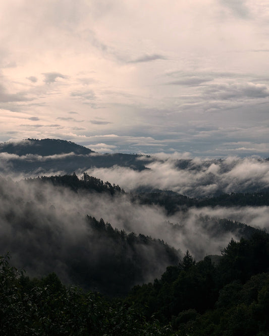 BAÑOS DE BOSQUE, Una pausa del ritmo que agota. Un retorno al silencio que sostiene por Relato Nativo.