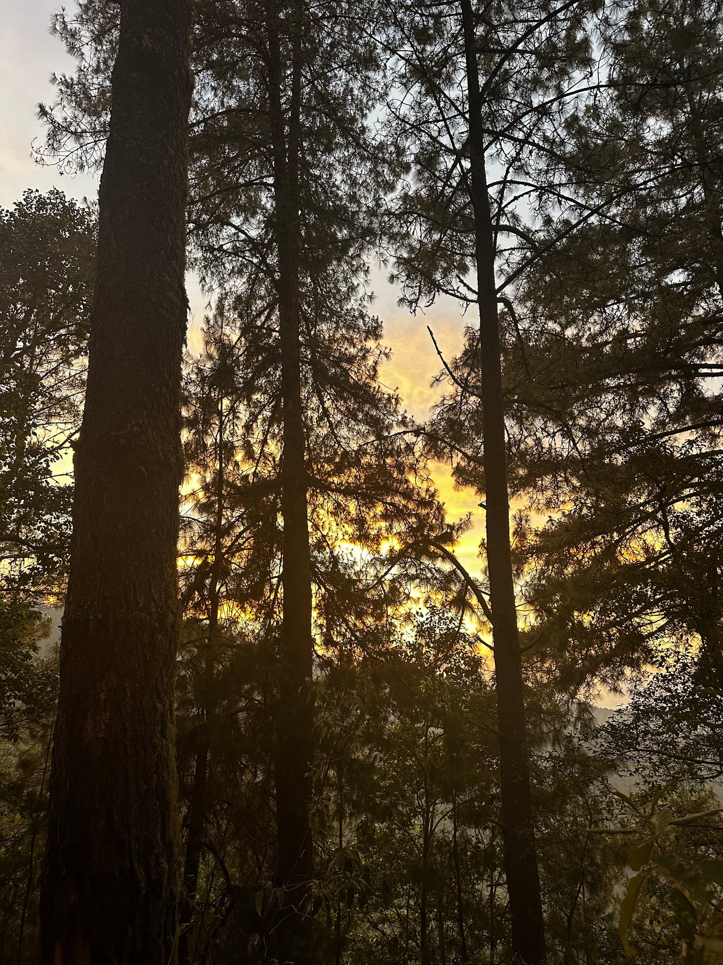 BAÑO DE BOSQUE por Relato Nativo