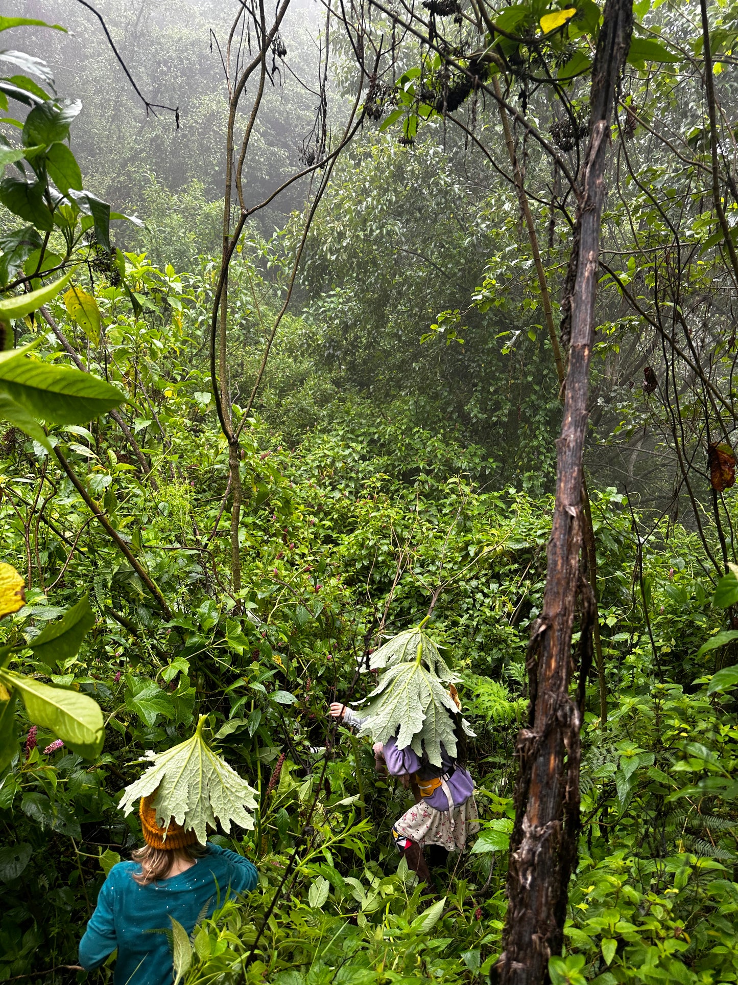 BAÑO DE BOSQUE por Relato Nativo