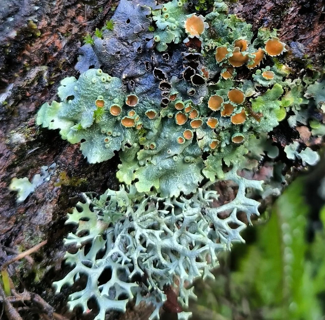 CAMINATA DE RECOLECCIÓN + TALLER DE IDENTIFICACIÓN + CHARLA: “TODOS LOS HONGOS SON MÁGICOS” por Fungi People