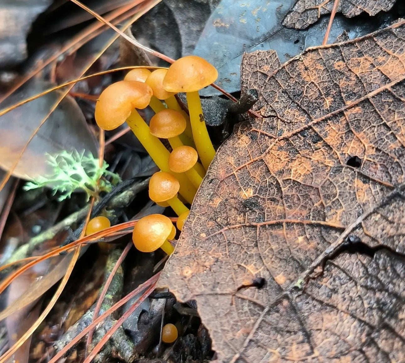 CAMINATA DE RECOLECCIÓN + TALLER DE IDENTIFICACIÓN + CHARLA: “TODOS LOS HONGOS SON MÁGICOS” por Fungi People