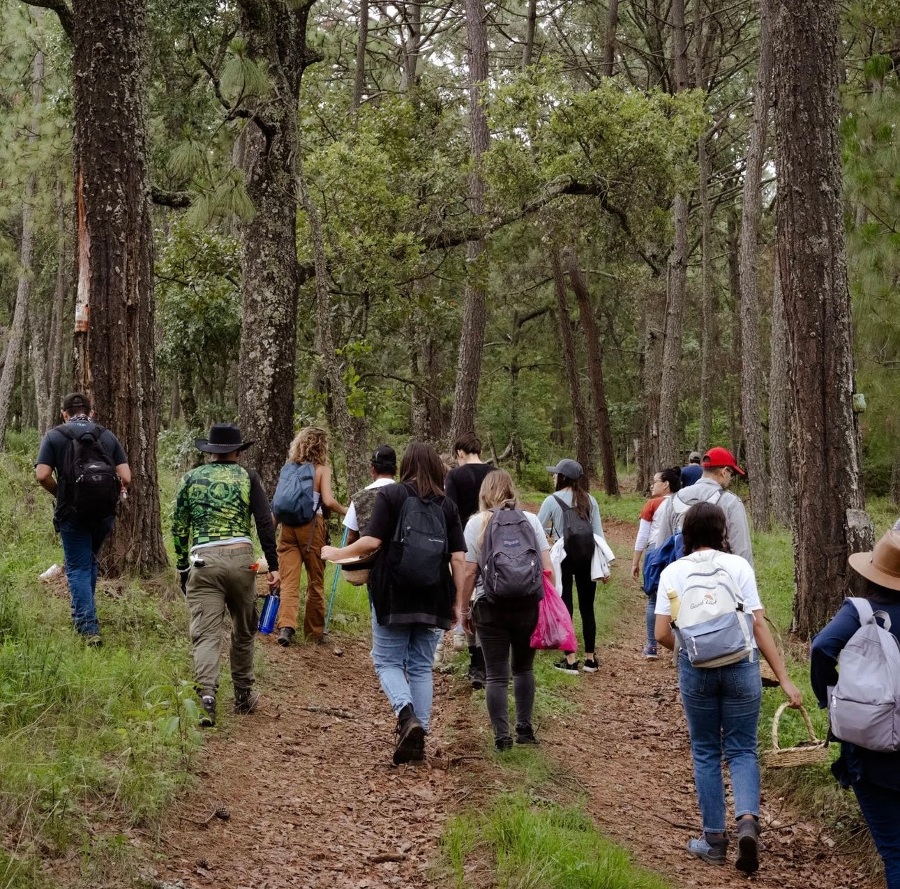 CAMINATA DE RECOLECCIÓN + TALLER DE IDENTIFICACIÓN + CHARLA: “TODOS LOS HONGOS SON MÁGICOS” por Fungi People