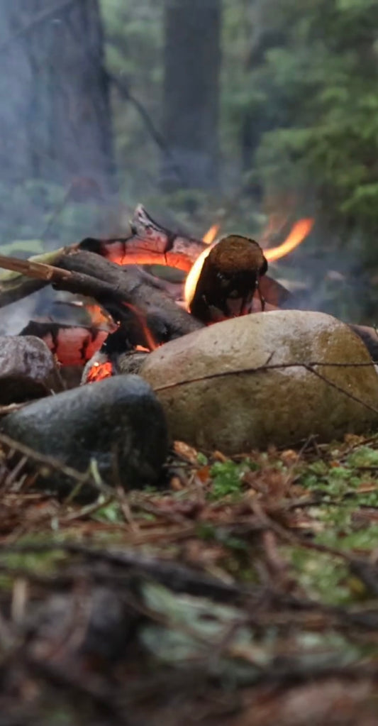 COMIDA SILVESTRE EN EL BOSQUE