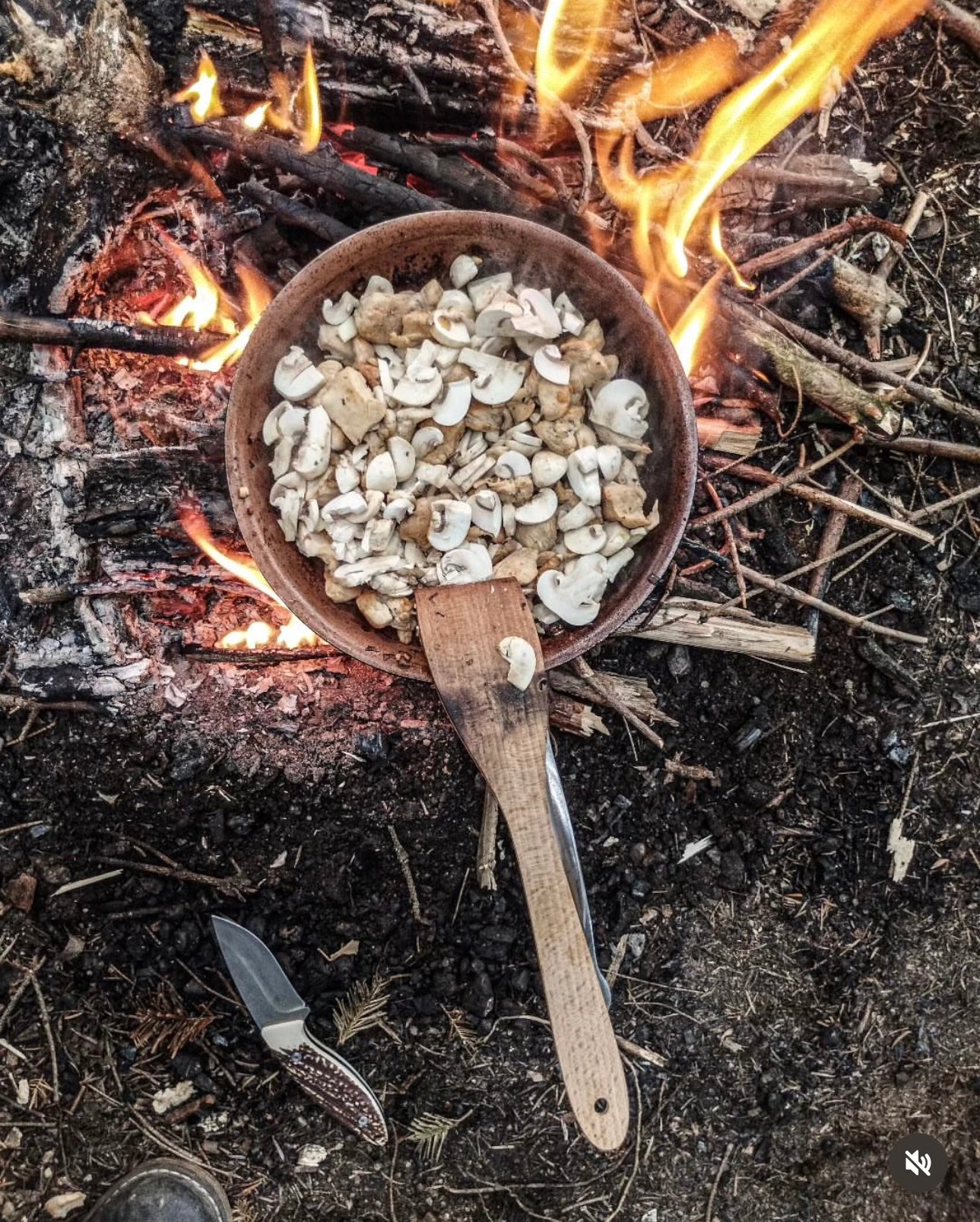 COMIDA SILVESTRE EN EL BOSQUE