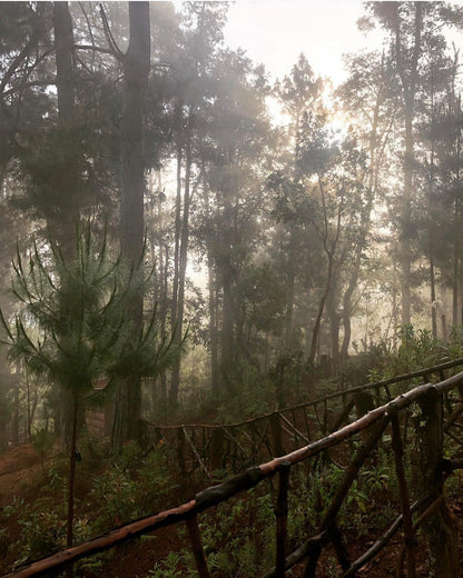 BAÑO DE BOSQUE por Relato Nativo