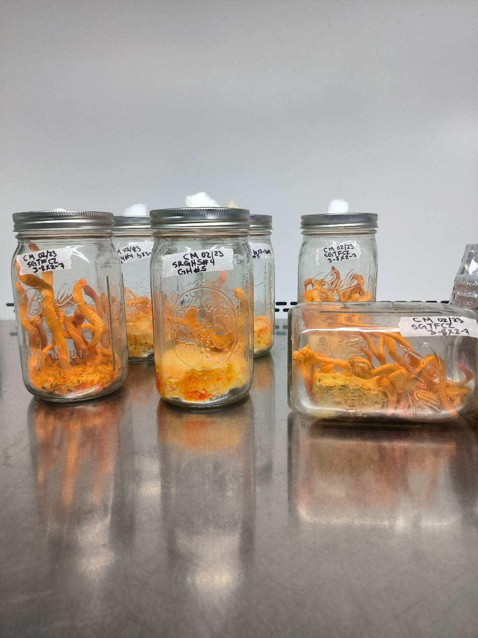 TALLER: Cultivo de Cordyceps: El Hongo de la Energía Vital por Fungi People